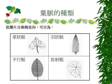 網狀脈平行脈差別|何足為奇─ 懸垂篇